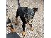 PoulaTo: Pinscher mini